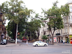 В центре Одессы перекрыта улица: пилят дерево (ФОТО)
