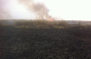 Плавни Днестра горели дважды за два дня (ФОТО)