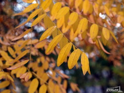 Золотая осень на одесской Трассе Здоровья (ФОТО)