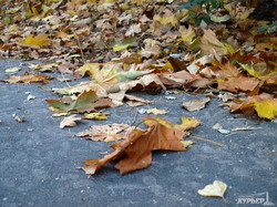 Золотая осень на одесской Трассе Здоровья (ФОТО)