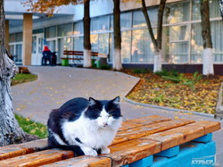 Кому в одесском санатории Куяльник жить хорошо: пятничные котики (ФОТО)