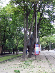 Одесская мэрия уничтожает деревья на Французском бульваре уже семь лет подряд (ФОТО)