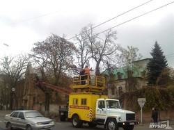 Штормовой ветер в Одессе повалил дерево на Куликовом поле и остановил троллейбусы (ФОТО)