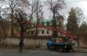 Штормовой ветер в Одессе повалил дерево на Куликовом поле и остановил троллейбусы (ФОТО)