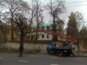 Штормовой ветер в Одессе повалил дерево на Куликовом поле и остановил троллейбусы (ФОТО)