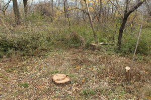 Вдоль одесской Трассы Здоровья "Зелентрест" незаконно уничтожил 84 дерева