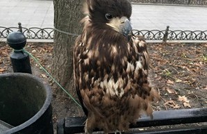 Одесские активисты задержали мучителей животных