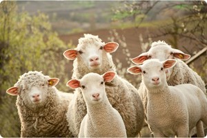 В Одесской области потерялся пастух с отарой овец
