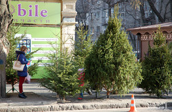 В Одессе открылись елочные базары: что, где, почем (ФОТО)