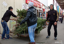 В Одессе открылись елочные базары: что, где, почем (ФОТО)