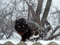 Одессу засыпает снегом: коллапса пока еще нет (ФОТО)
