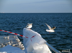 Зимний Ланжерон в Одессе: снег, лед, голодные котики и чайки (ФОТО)