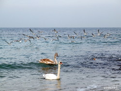 Одесский пляж "Дельфин" облюбовали лебеди (ФОТО)