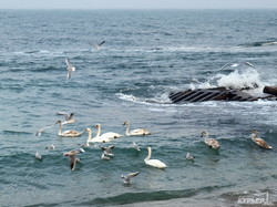 Одесский пляж "Дельфин" облюбовали лебеди (ФОТО)