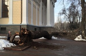 В центре Одессы упало дерево