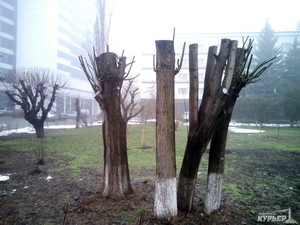 Одесситы заплатят 4 миллиона гривен за обрезку деревьев