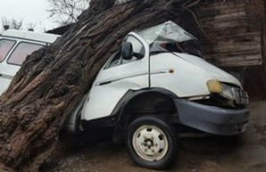 В Одессе из-за сильных порывов ветра на автомобиль упало дерево