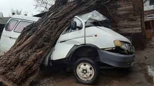 В Одессе из-за сильных порывов ветра на автомобиль упало дерево