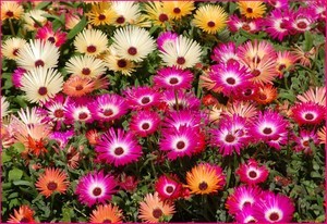 В Одессе высадят 140 тысяч цветов