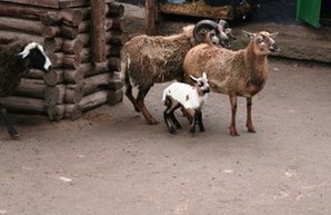 В Одесском зоопарке родилось рекордное количество детенышей