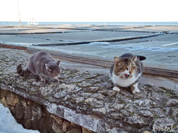 Одесские котики у моря прощаются с зимой (ФОТО)