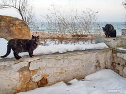 Одесские котики у моря прощаются с зимой (ФОТО)