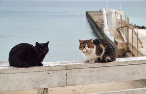 Одесские котики у моря прощаются с зимой (ФОТО)