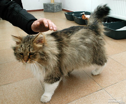 Одесские бездомные котики ищут новых хозяев (ФОТО)