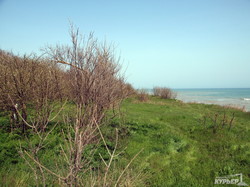 На обрывистом берегу Черного моря в Одесской области растет лес (ФОТО, ВИДЕО)