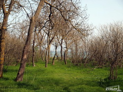 На обрывистом берегу Черного моря в Одесской области растет лес (ФОТО, ВИДЕО)