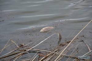 В низовьях Дуная массово гибнет и гниет рыба