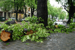 Непогода в Одессе: падают деревья и проседает земля (ФОТО)