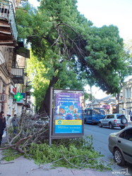 Огромное дерево на улице Канатной угрожает жизни одесситов (ФОТО)