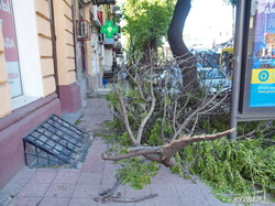 Огромное дерево на улице Канатной угрожает жизни одесситов (ФОТО)