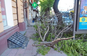 Огромное дерево на улице Канатной угрожает жизни одесситов (ФОТО)