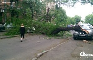 В центре Одессы снова упало дерево