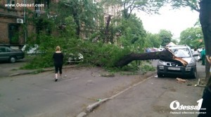 В центре Одессы снова упало дерево