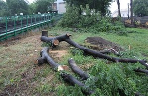 В Одессе пилят деревья у Потемкинской лестницы (ФОТО)
