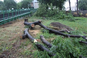 В Одессе пилят деревья у Потемкинской лестницы (ФОТО)