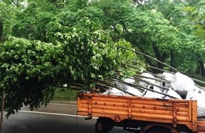 Вдоль Трассы здоровья в Одессе посадили деревья