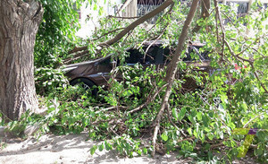Упавшая ветка дерева повредила два автомобиля в Одессе