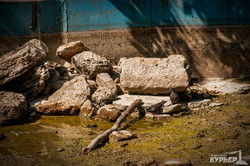 В одесском парке Победы чистят еще один пруд (ФОТО)
