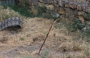 Вандалы уничтожили молодые деревья в центре Одессы
