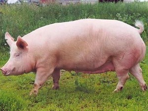 В Одесской области снова отмечают случаи африканской свиной чумы