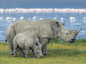 В Одесском зоопарке отметят день носорога без носорога