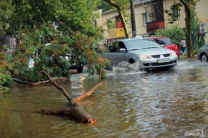 В результате урагана в Одессе упало 50 деревьев