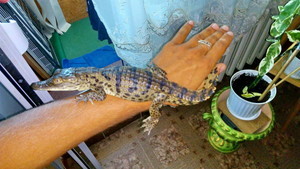 В Одесской области мужчина нашел на улице крокодила