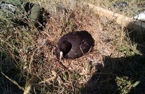 В Нацпарке "Тузловские лиманы" активисты задержали пьяных браконьеров