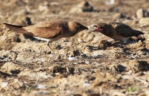 Браконьеры в Одесской области уничтожают птиц, занесенных в Красную книгу