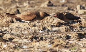 Браконьеры в Одесской области уничтожают птиц, занесенных в Красную книгу